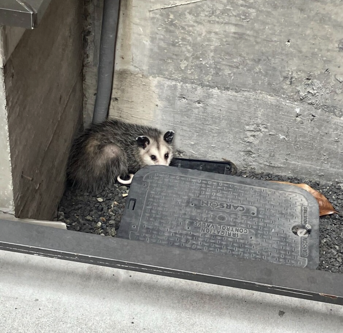 A young opossum hiding in a corner next to an irrigation valve cover